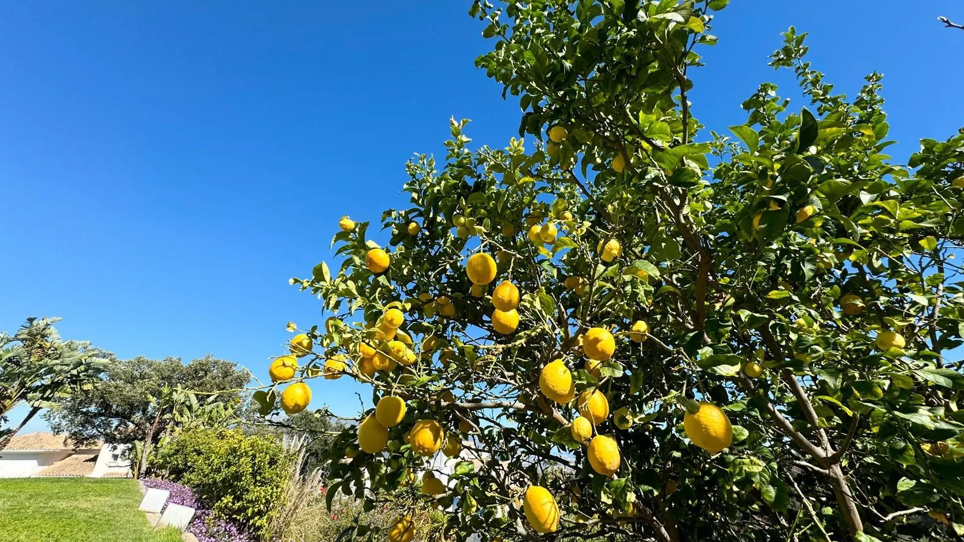 Alloggio in famiglia Luxury Boutique B&B - Villa Prana Marbella Ojén
